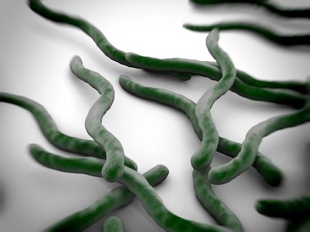 borrelia_burgdorferi_36019418_s